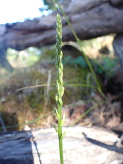 Platanthera unalascensis