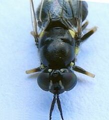 Caloparyphus tetraspilus