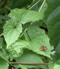 Taractrocera luzonensis