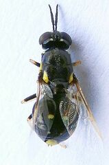 Caloparyphus tetraspilus