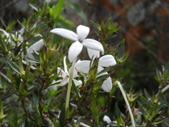 Bouvardia longiflora