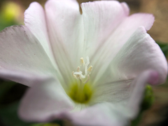 Convolvulus arvensis