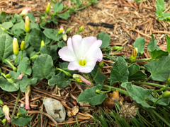 Convolvulus arvensis