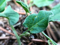 Convolvulus arvensis