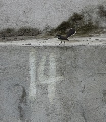 Rhipidura nigritorquis