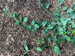 Convolvulus arvensis