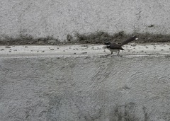Rhipidura nigritorquis