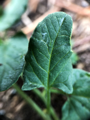 Convolvulus arvensis