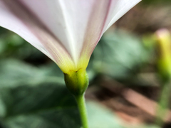 Convolvulus arvensis