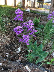Hesperis matronalis