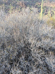 Pleradenophora bilocularis