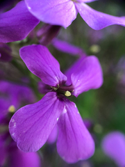 Hesperis matronalis