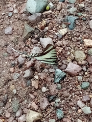 Neographium agesilaus