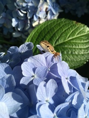 Takydromus tachydromoides