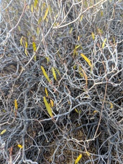 Pleradenophora bilocularis