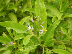 Solanum bahamense