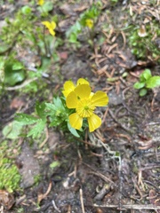 Ranunculus suksdorfii