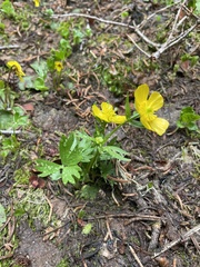 Ranunculus suksdorfii