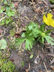 Ranunculus suksdorfii