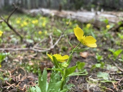 Ranunculus suksdorfii