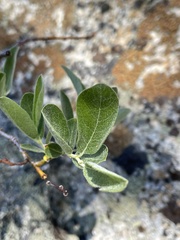 Salix orestera