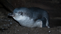 Eudyptula minor albosignata