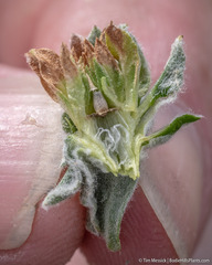 Rhopalomyia florella