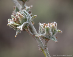 Rhopalomyia florella