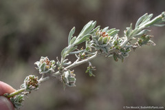 Rhopalomyia florella