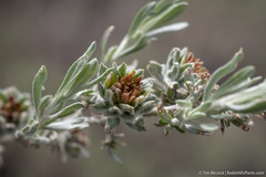 Rhopalomyia florella