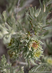 Rhopalomyia florella
