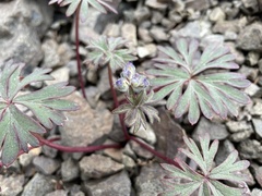 Delphinium glareosum