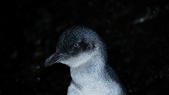 Eudyptula minor albosignata