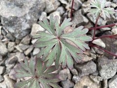 Delphinium glareosum
