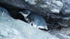 Eudyptula minor albosignata