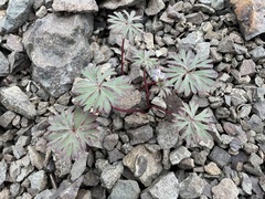 Delphinium glareosum