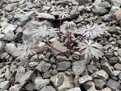 Delphinium glareosum