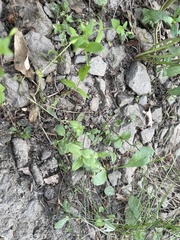 Lindernia anagallidea
