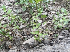 Lindernia anagallidea