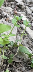 Lindernia anagallidea