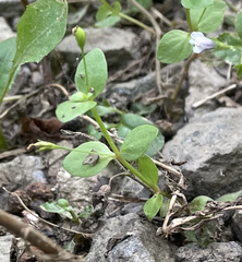 Lindernia anagallidea
