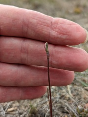 Eriochilus collinus collinus