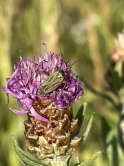 Oncotylus viridiflavus