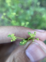 Galium sparsiflorum