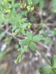 Galium sparsiflorum