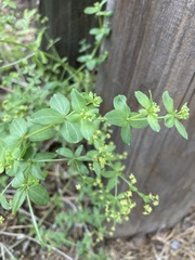 Galium sparsiflorum