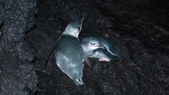 Eudyptula minor albosignata