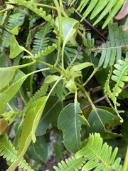 Metrosideros macropus