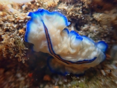 Pseudoceros concinnus