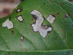 Cameraria gaultheriella